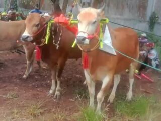 Laskar Trunojoyo Team Bojoku Nakal On Track di Bangkalan, Jaga Stamina Sapi Kerapan