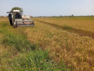 Program Pangan Nasional Disorot: Petani Sampang Mengaku Belum Sejahtera