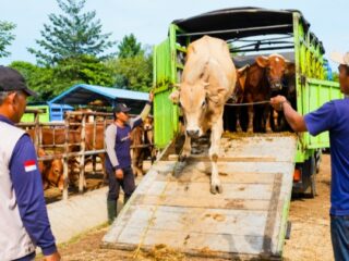 Caption Foto: Ilustrasi, Aktivitas pengiriman sapi dari Kabupaten Sampang meningkat jelang Idul Adha, dengan pengawasan ketat terhadap dokumen dan kesehatan ternak oleh pemerintah daerah.