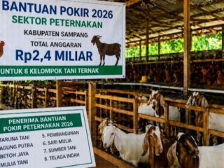 Caption Foto: Ilustrasi. Program bantuan Pokir peternakan senilai Rp2,4 miliar yang disalurkan kepada delapan kelompok tani di Kabupaten Sampang tahun 2026.
