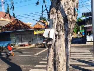 Instalasi Listrik PKL Menempel di Pohon Alun-Alun Sampang Dinilai Rawan Korsleting