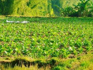 Petani Tembakau Sampang Mulai Turun ke Sawah, Harapan Panen Besar Menggema di Tengah Ancaman Harga Anjlok