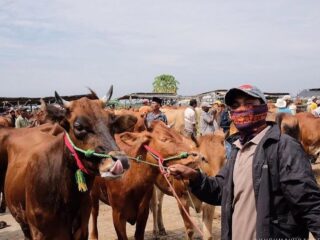Jelang Iduladha, Harga Ternak di Sampang Merangkak Naik, Permintaan Meningkat Tajam